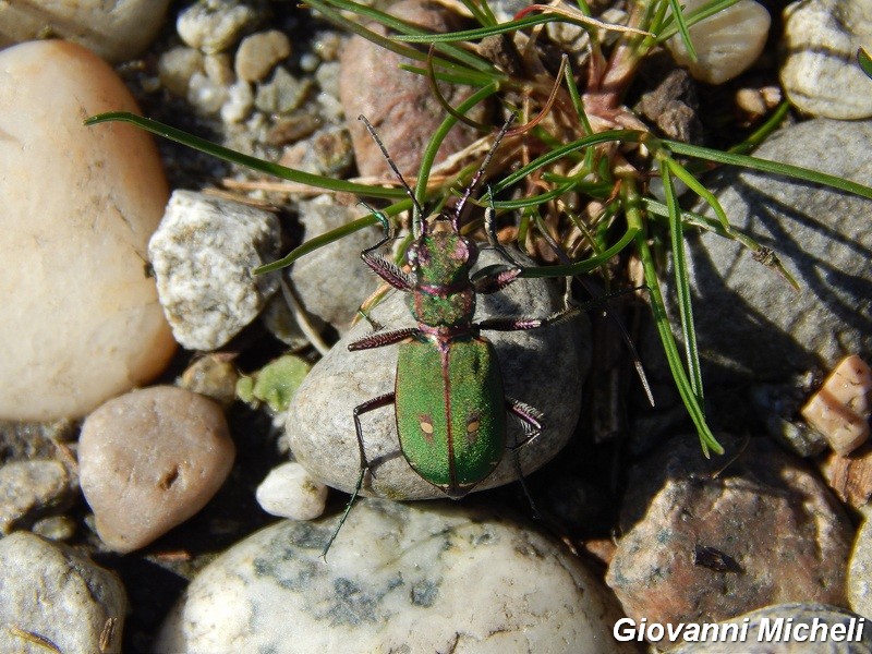 Cicindela campestris